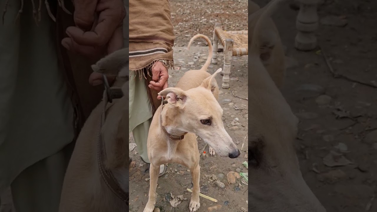Our Hunting dog Zidi l Mansoor Speaks #dog