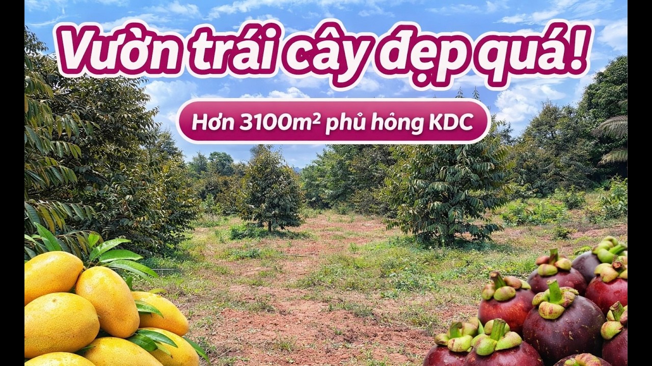 VƯỜN TRÁI CÂY Ở BR-VT ĐẸP MÊ LUÔN. anh dũng không làm nữa nên cần bán cho người cần.