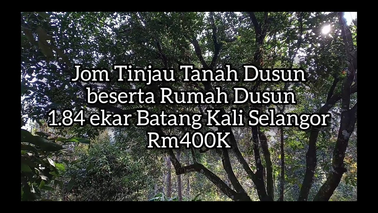 Jom tinjau dusun durian rambutan pulasan manggis langsat di Batang Kali Selangor 1.84 ekar