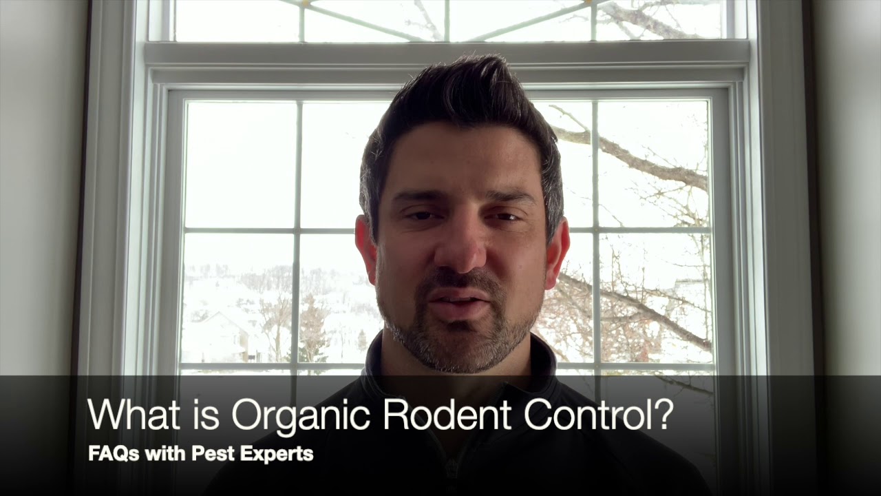 What is Organic Rodent Control | Rochester Pest Experts
