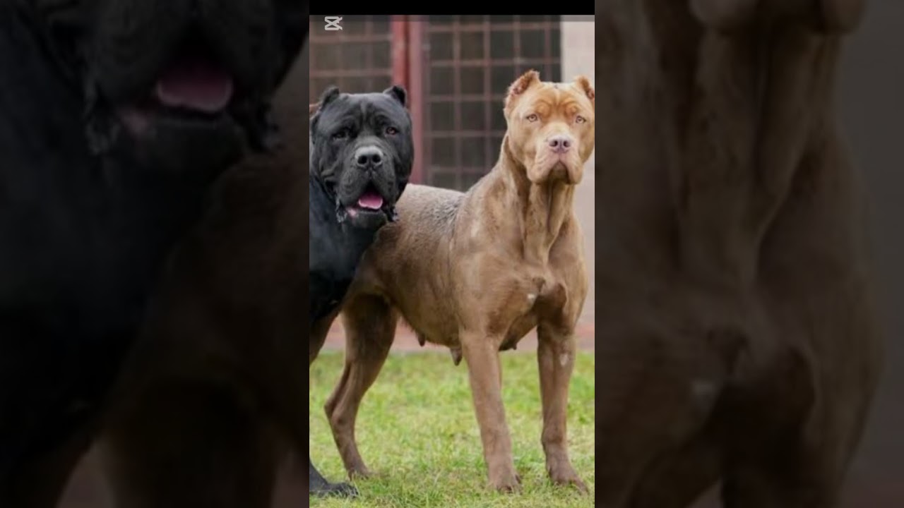 List Aggressive Dogs 🐶