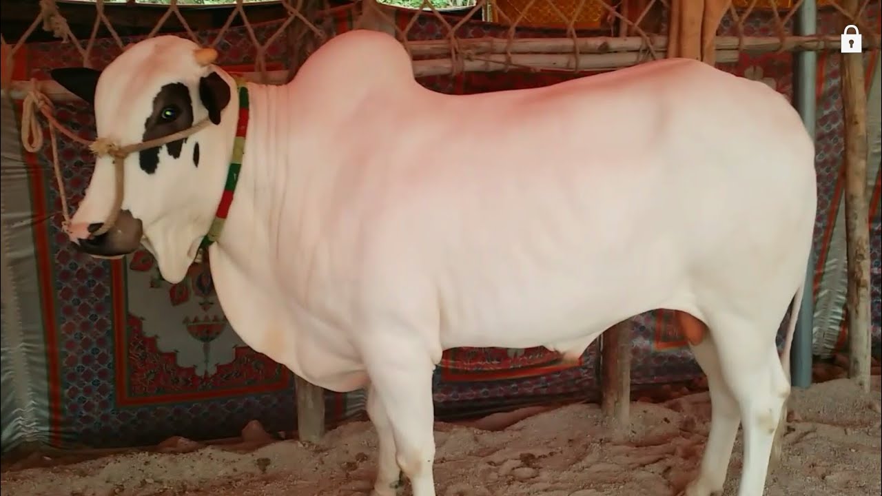 Islamabad mandi fatehjangi Bulls part 3