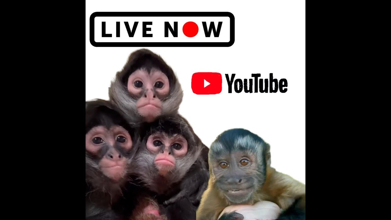 ⚠️Caution ⚠️ Lucy was on a roll😂Our Life Adventures  was live! #funny #monkeys #live #livestream