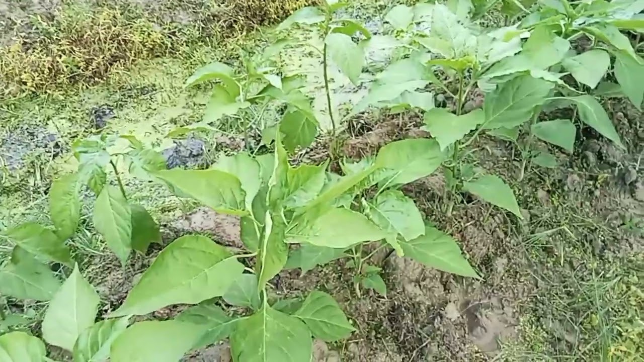 berbudidaya cabe rawit di musim penghujan