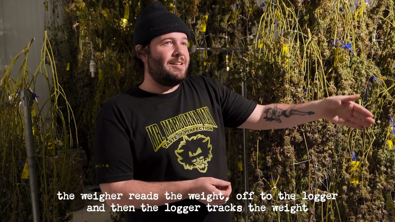 Harvest Time with Mr Marijuana Man