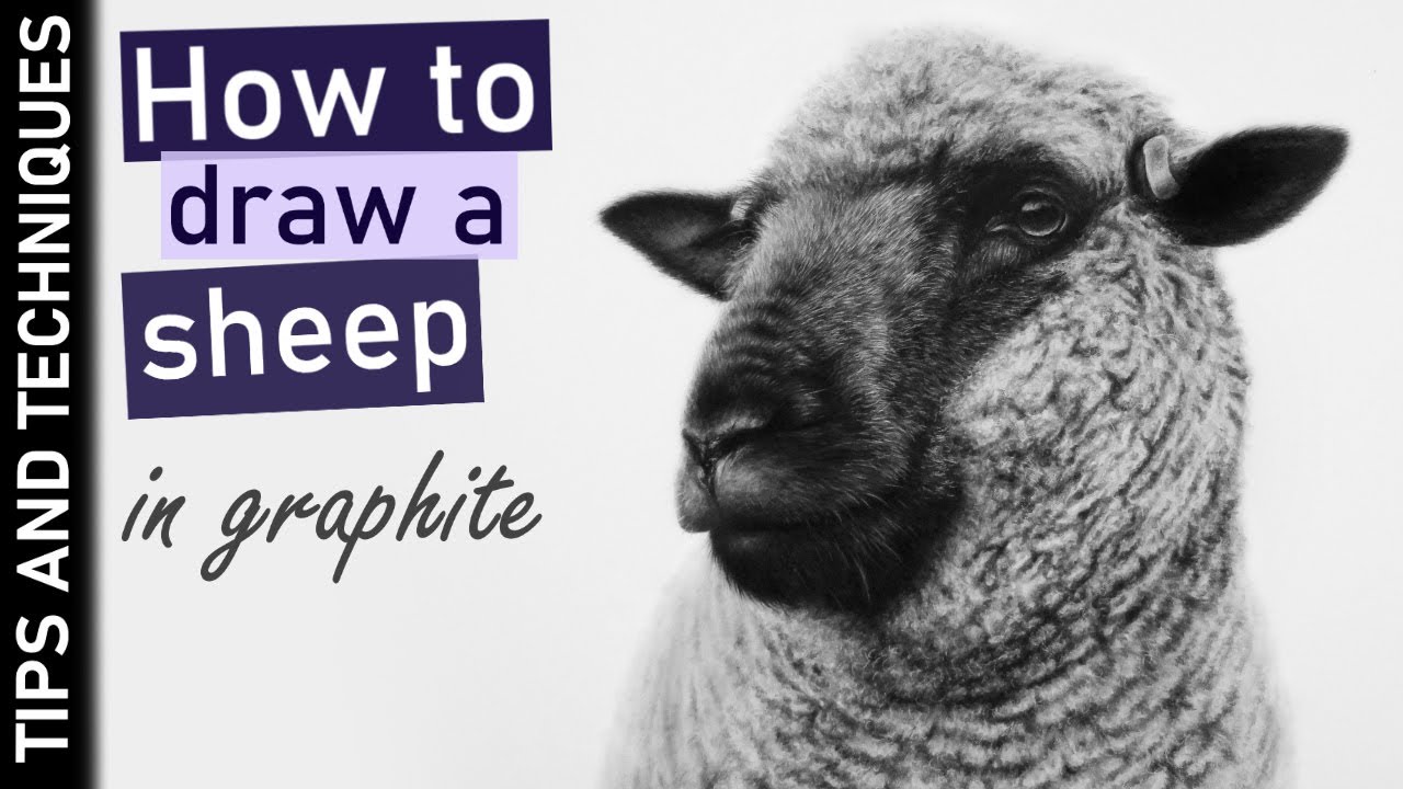 How to draw a sheep in graphite | Tips for drawing sheep wool
