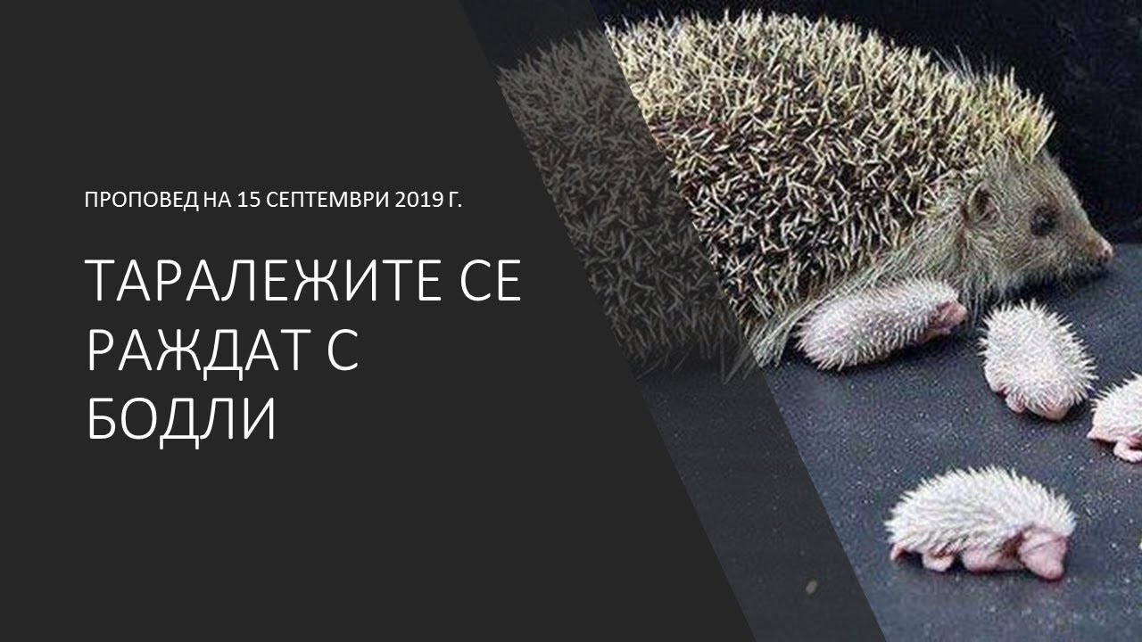 Таралежите се раждат с бодли