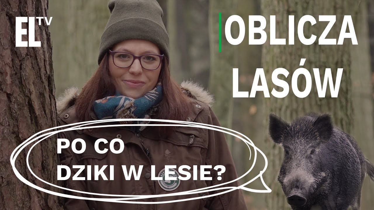 Po co dziki w lesie? | Oblicza lasów #69