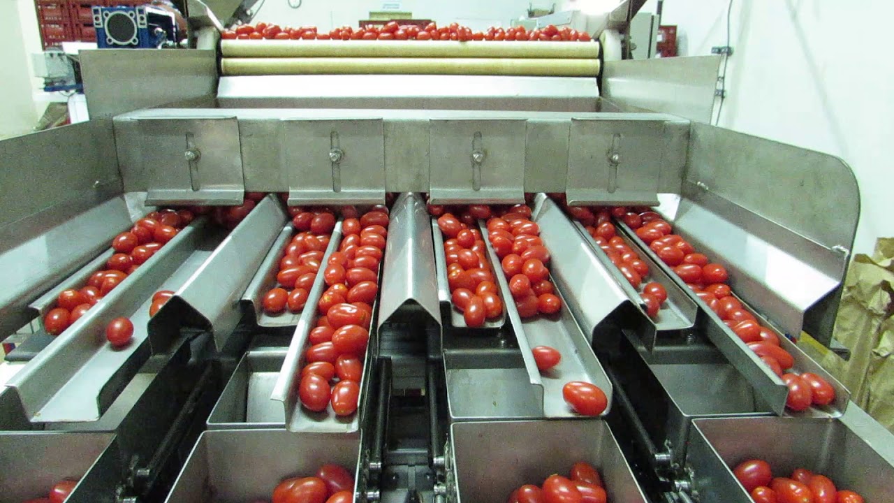 Maquina Embaladora para Tomate tipo  grape ou Tomatinho
