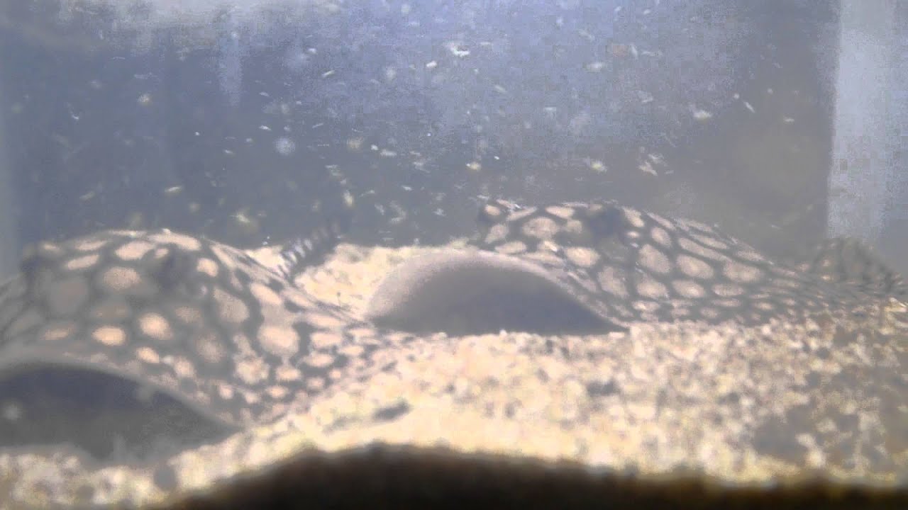 1 week old P14 Stingray pups feeding