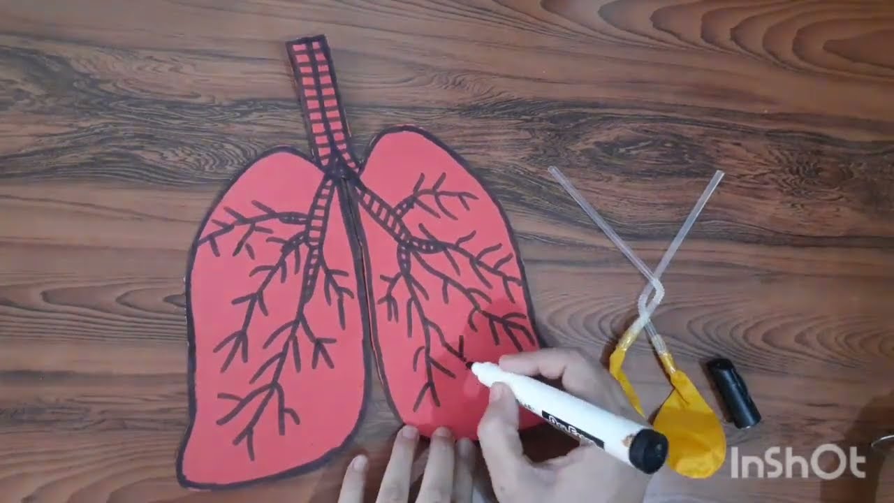 3D Model of respiratory system, Human Respiratory System, Science Project, 3D Lungs Working Model