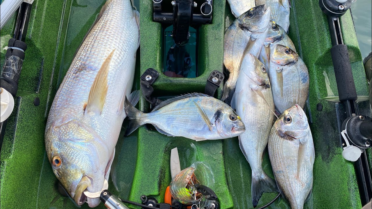 Çipuralar İçinden Sinariti Nasıl Yakalıyorum? Çupra Akını Başladı! Tai Rubber Fishing Dentex Dentex