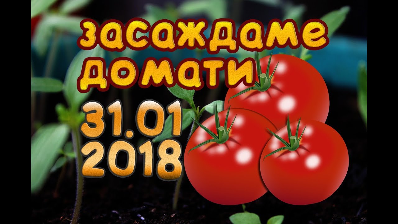 Засаждане покълналите семена на Домати за разсад.