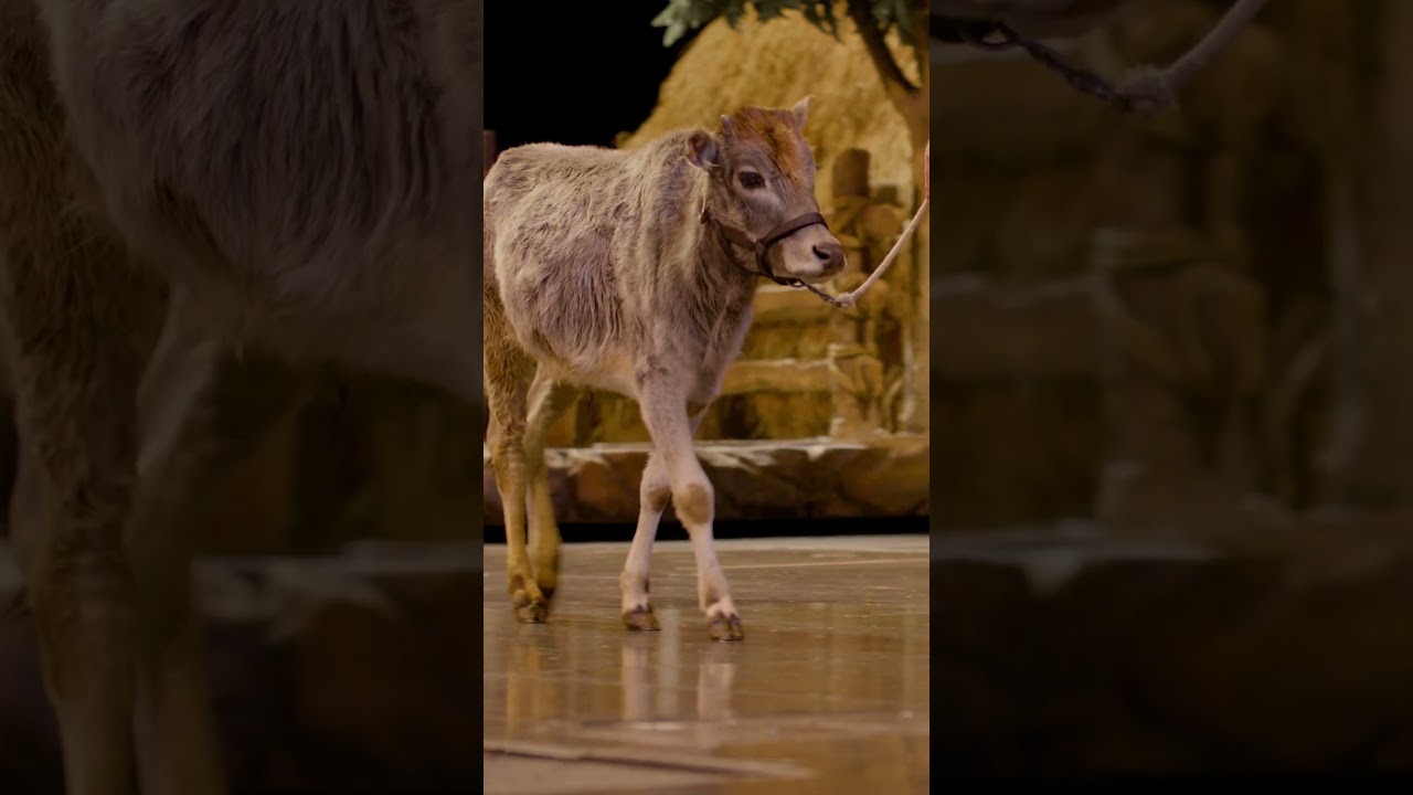 NOAH | Meet the Animals | Sight & Sound Theatres&reg; #musicaltheatre #animalactors