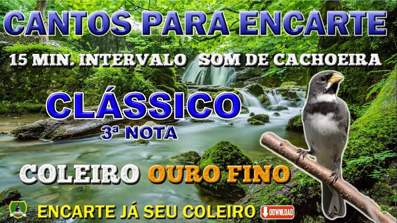 COLEIRO OURO FINO - TUÍ TUÍ ZEL ZEL - COM 3ª NOTA 5/5/7 - (1 HORA DE CANTO E 15 MIN. INTERVALO)