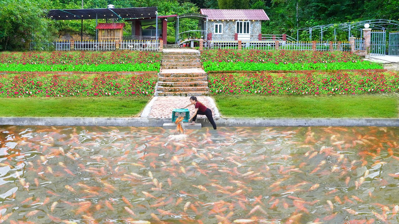 Harvest Many Fish From The Old Pond To Release Into The New Fish Pond | Lý Phúc Vy