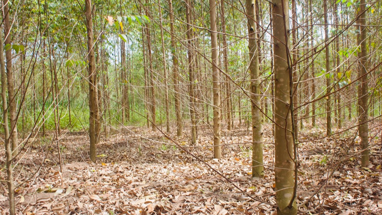 Okulima Kalitunsi. Investing In  Eucalyptus Tree Growing on A Larger Scale.