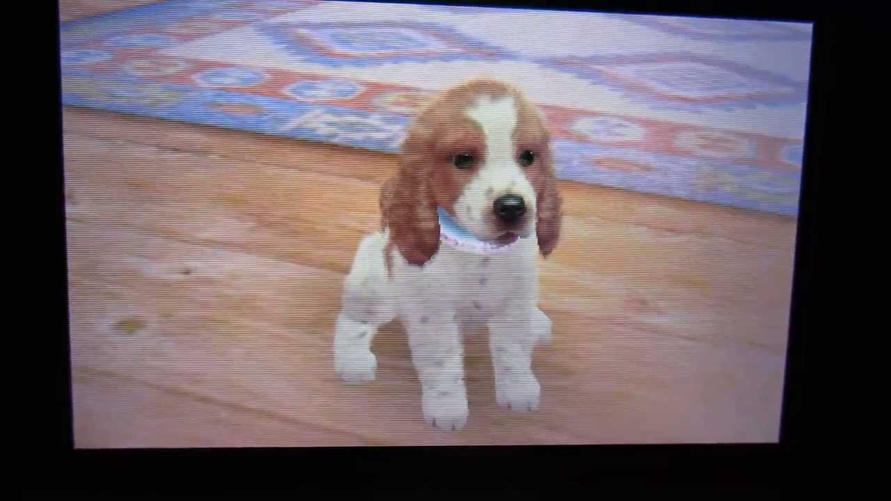 Jinx's Tricks: All the tricks on Nintendogs + Cats