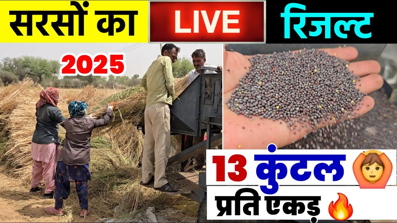 13 कुंटल प्रति एकड़ सरसों की पैदावार | किसान के खेत में रिकॉर्ड तोड़ पैदावार | LIVE रिजल्ट 2025