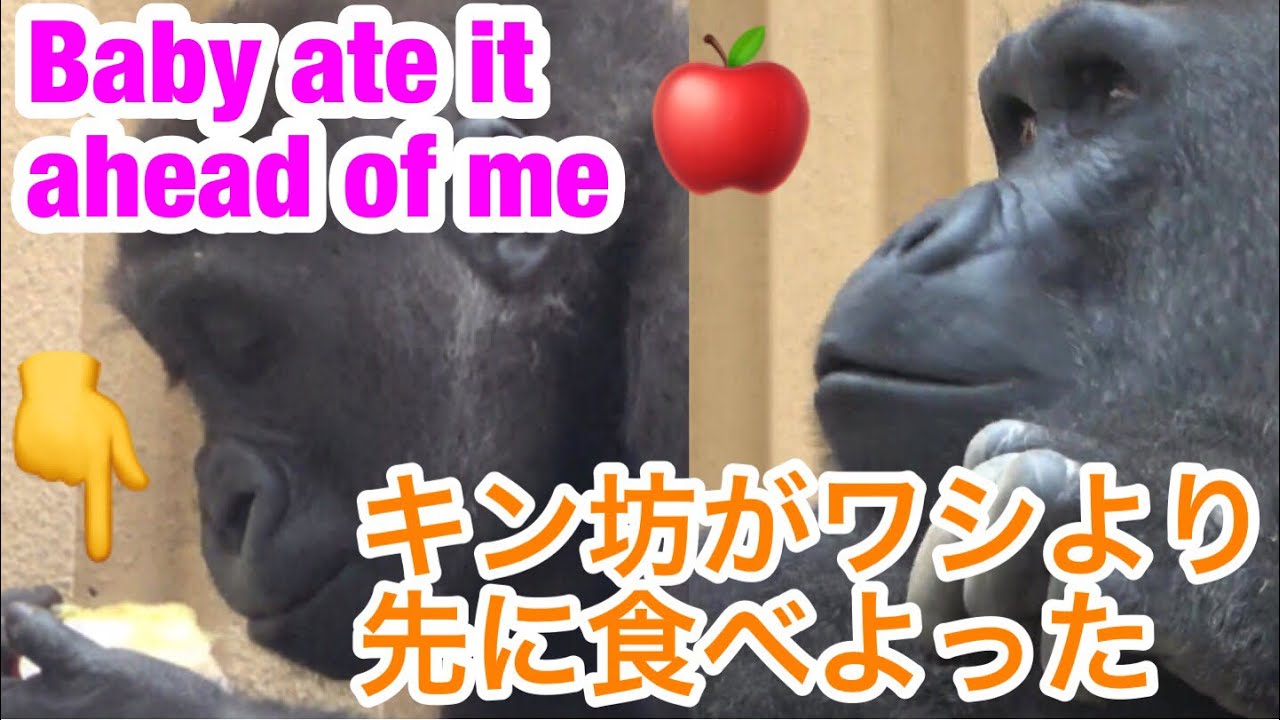 Kintaro gets Dad's apple and  Momotaro is confused🌸モモタロウはキンタロウにリンゴを先に食べられる🌸【Gorilla ゴリラ】京都市動物園