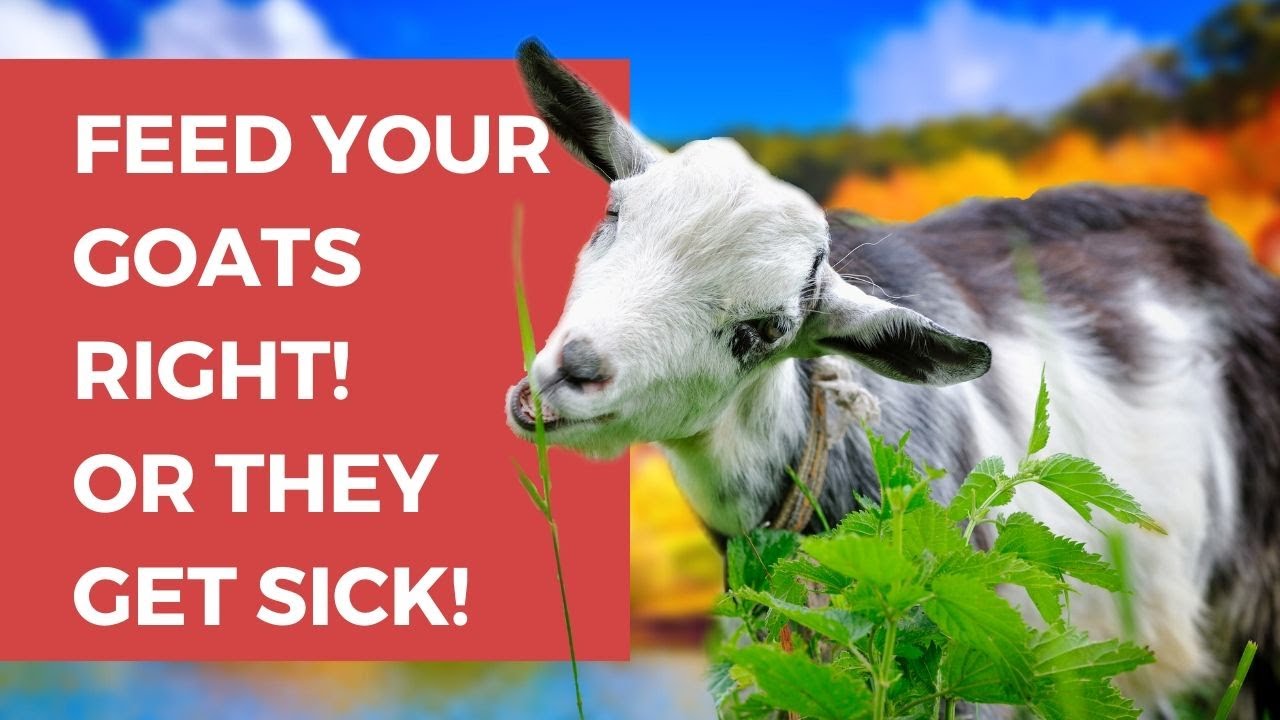 What Do Goats Eat? What do goats eat for treats? | What do goats eat in the winter? | Feed a goat