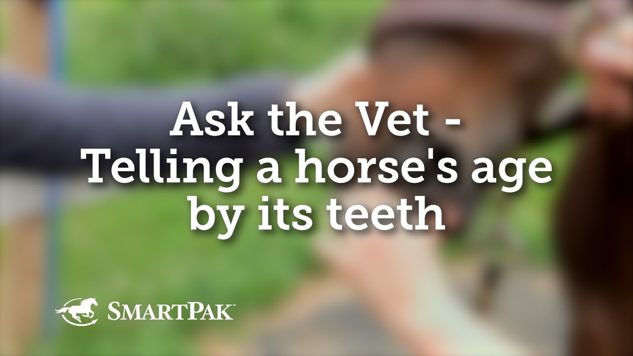 Ask the Vet - Telling a horse's age by its teeth