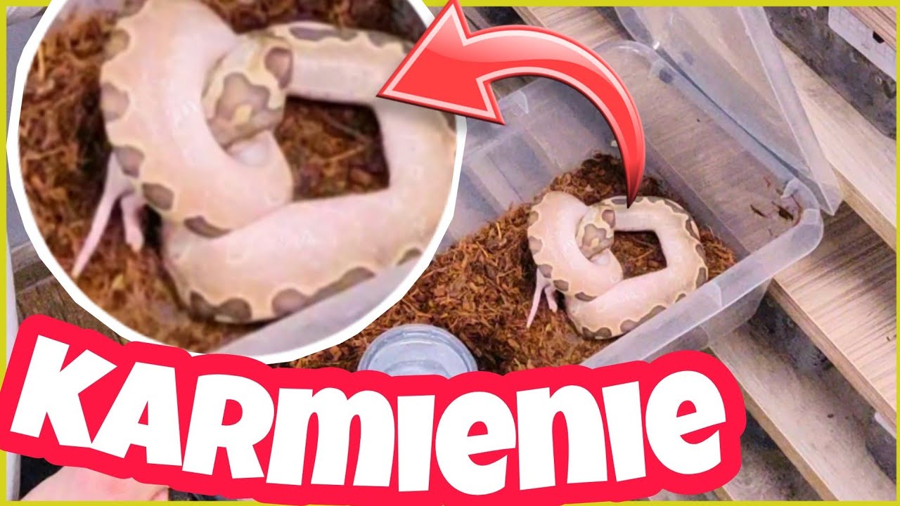 NOWOROCZNE karmienie maluchów ➡️ na pełnym chillu😉