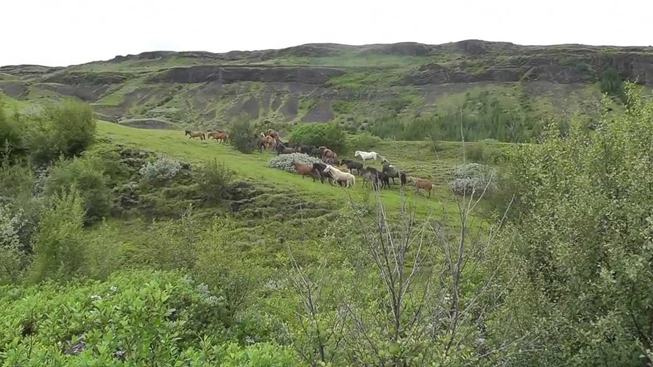 Hestaferðin sumarið 2013