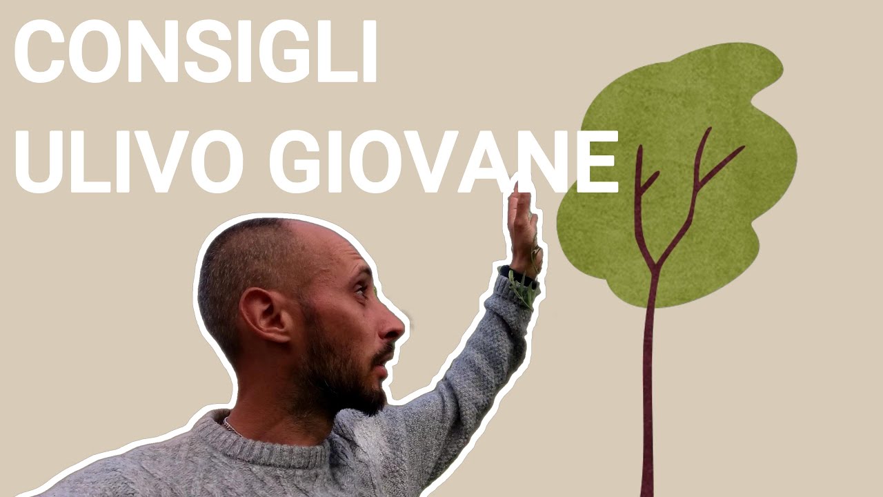 Piantare un ulivo in giardino #ulivo #olivo