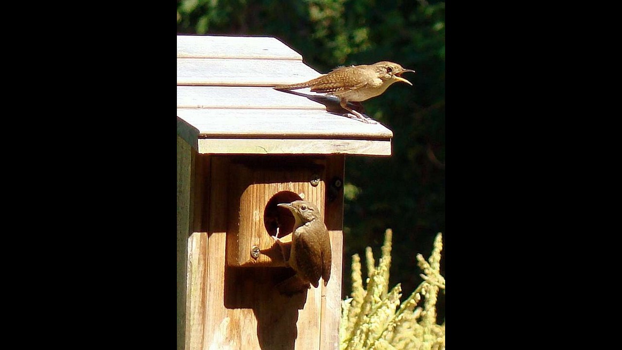 Rocking the Cradle and Rockin' the World ✝️🛐 Good News in the Garden *943