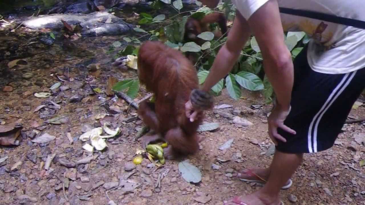 Friendly Orang Utan in Bukit Lawang, Indonesia