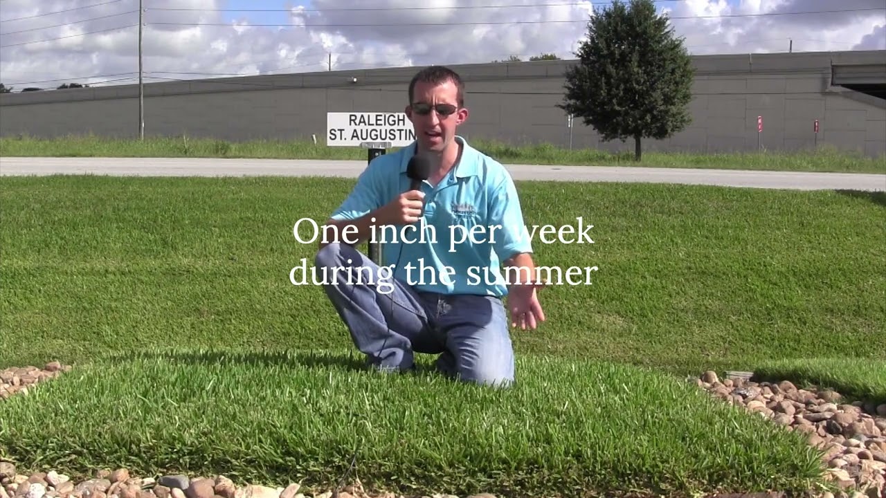Why Choose Raleigh St  Augustine Grass for Your Houston Area Lawn