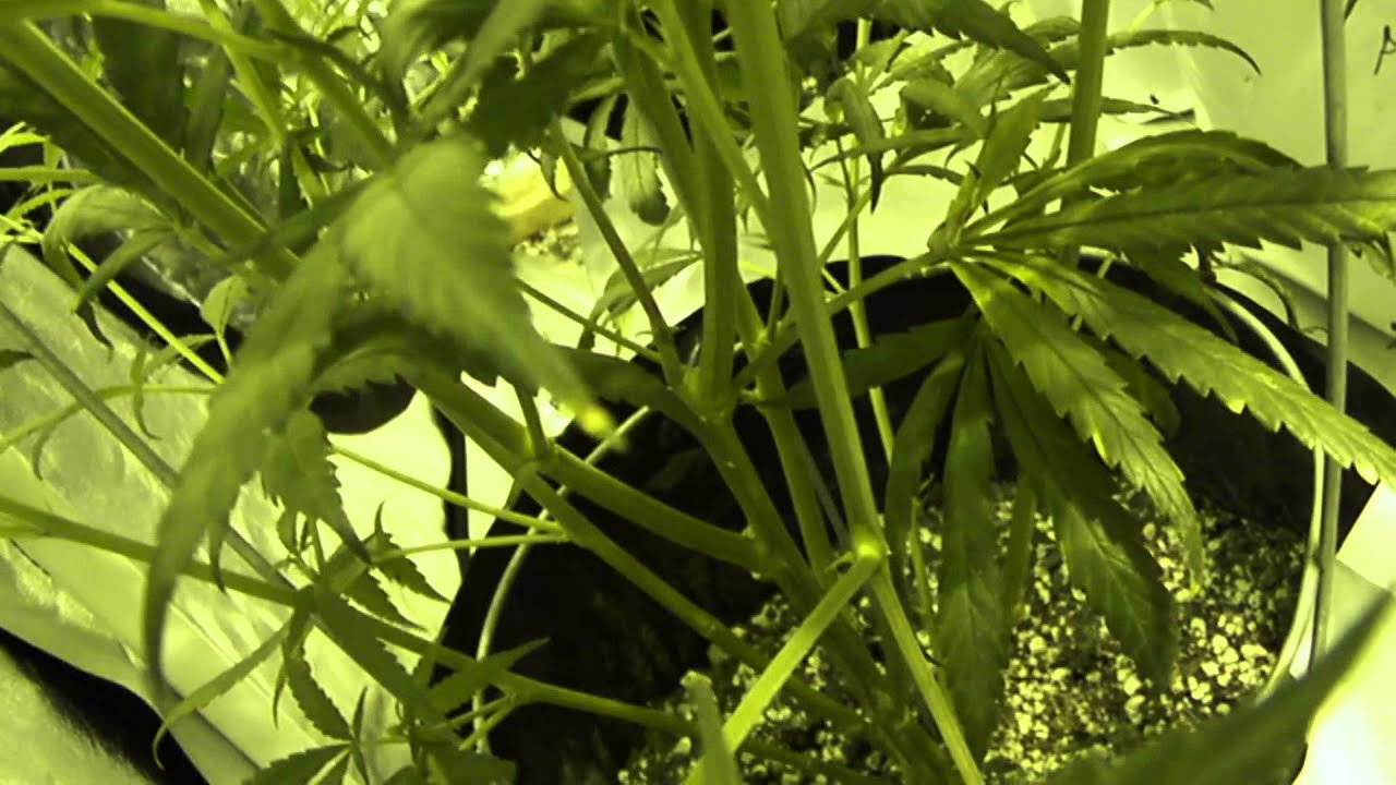 Day 7 Flower Medical Marijuana Age Old Test