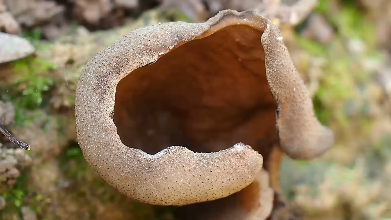 La p&eacute;zize vein&eacute;e ou oreille de cochon, un bon comestible li&eacute; aux morilles