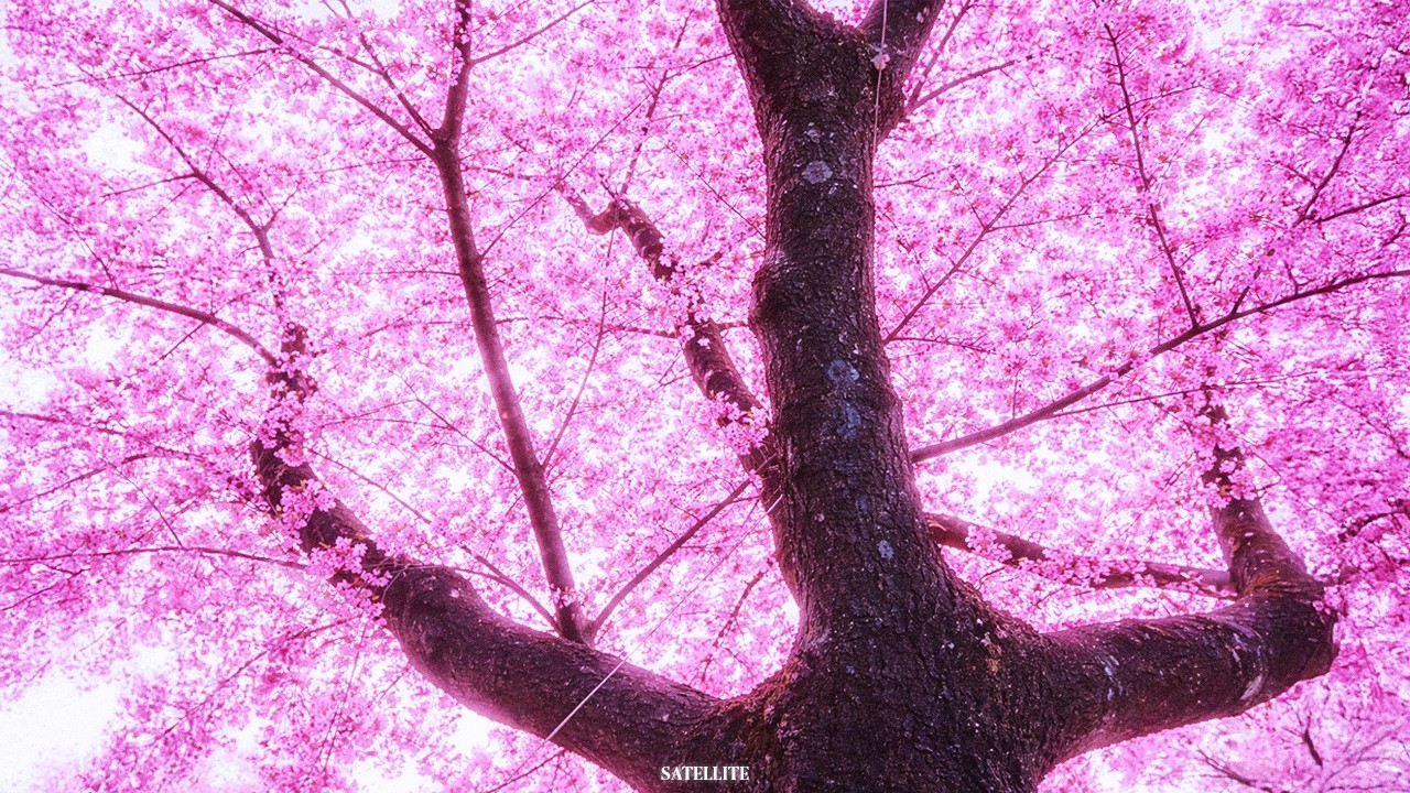 PLAYLIST: 분홍빛은 선명하게 세상을 물들이고 있었다.