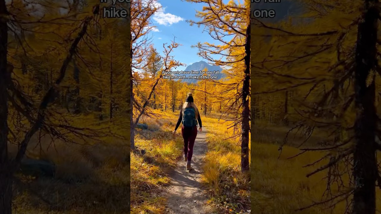 One of the best larch hikes in Banff 🇨🇦 #explorecanada #hikingadventures #banff #fall