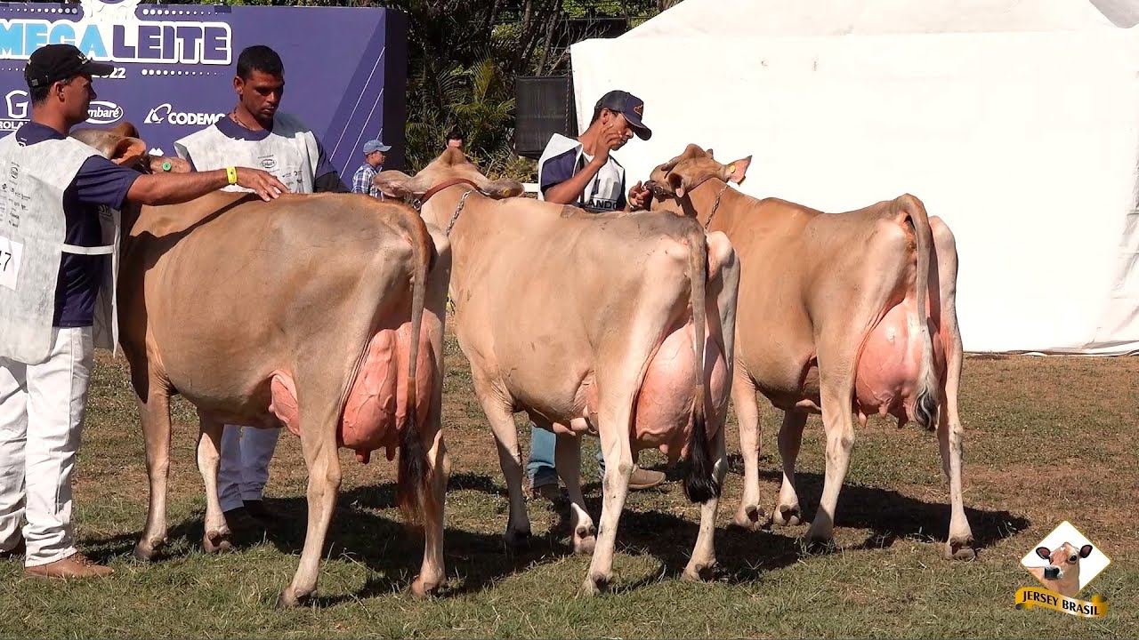 3ª Etapa STgenetics do Circuito Nacional da Raça Jersey 2022 foi um Sucesso