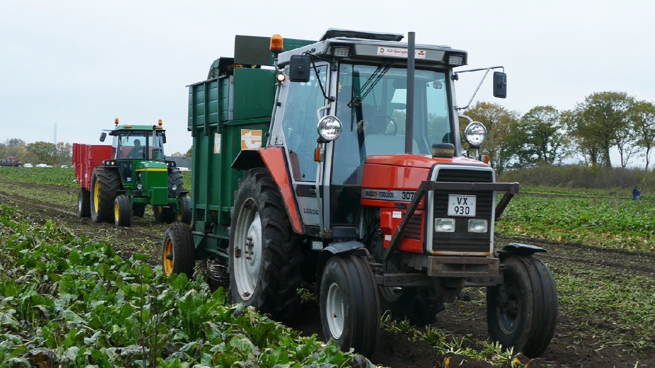 Massey Ferguson 3070 Doing Sugar Beet Harvest 2025