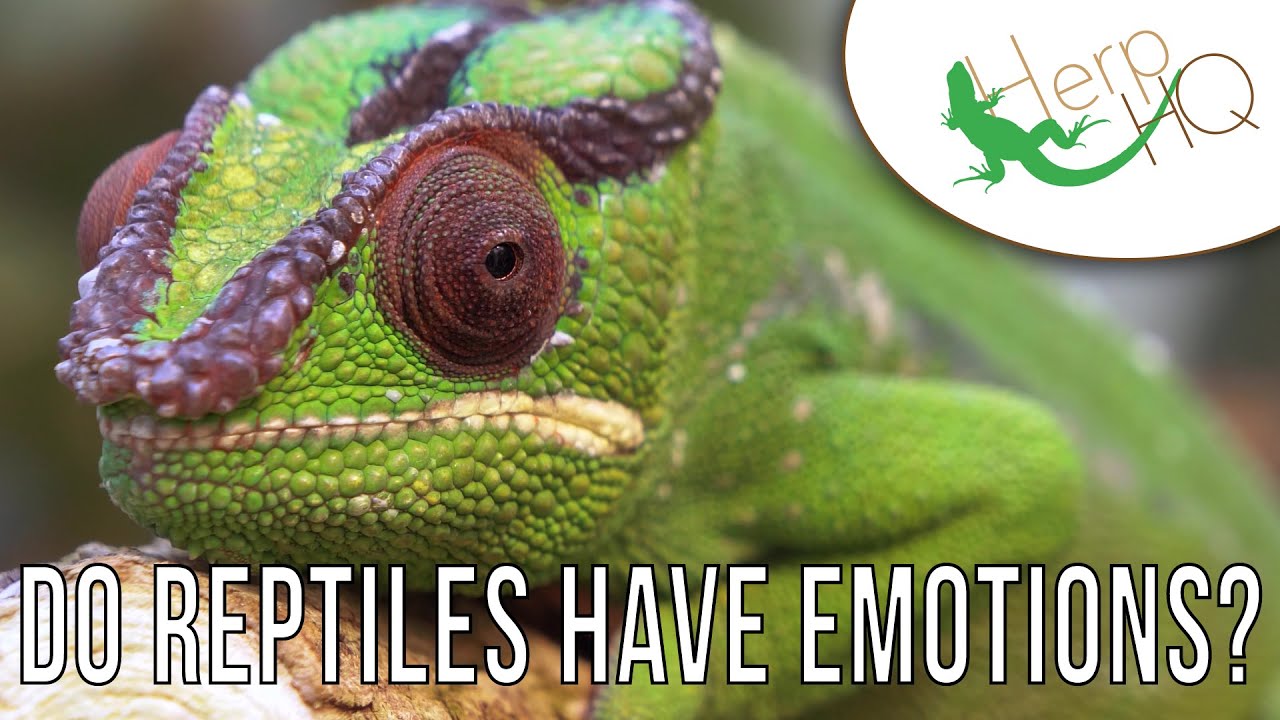 Do Reptiles Have Emotions?