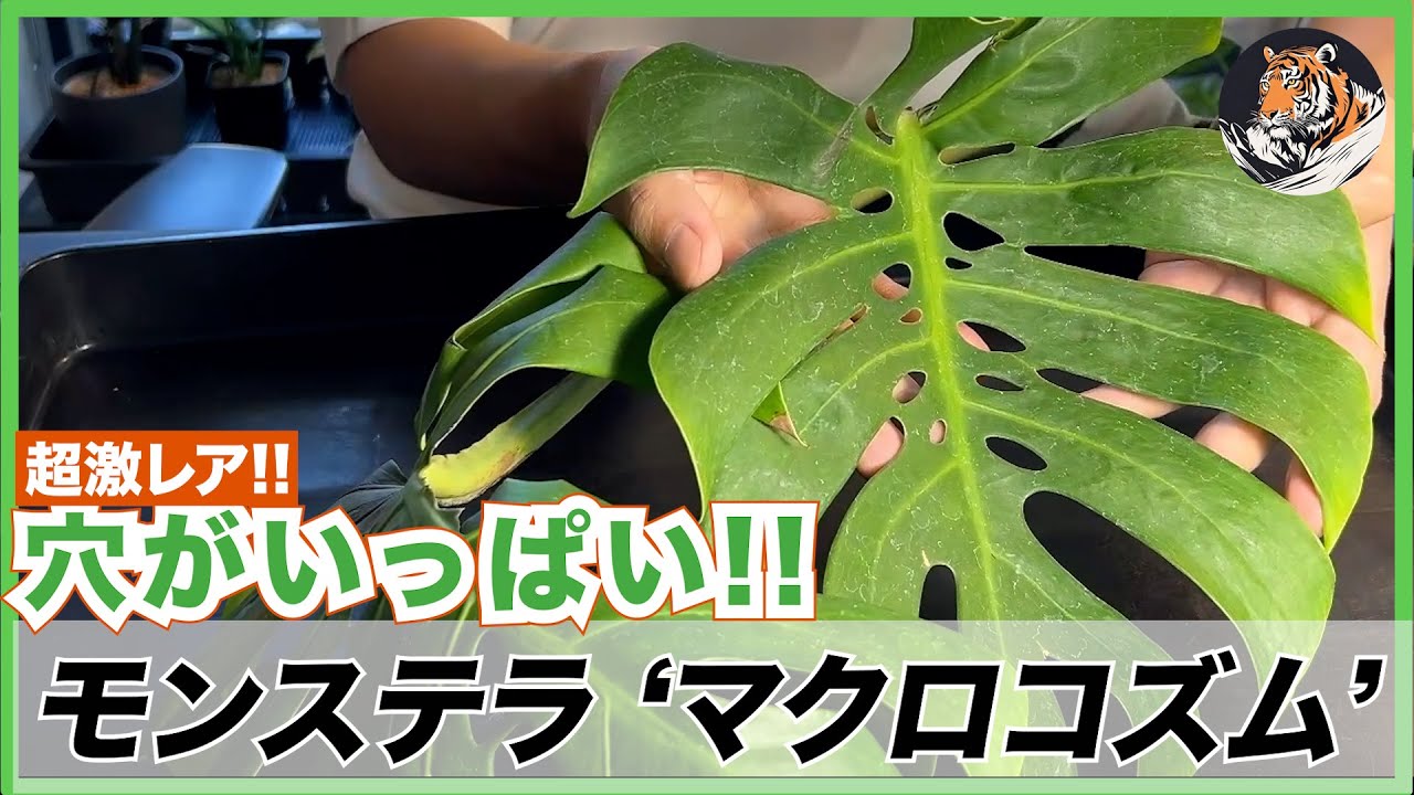 【モンステラ】超レア!!購入した葉の中心に穴が空きまくるマクロコズムが2節あったらカットするべき？？