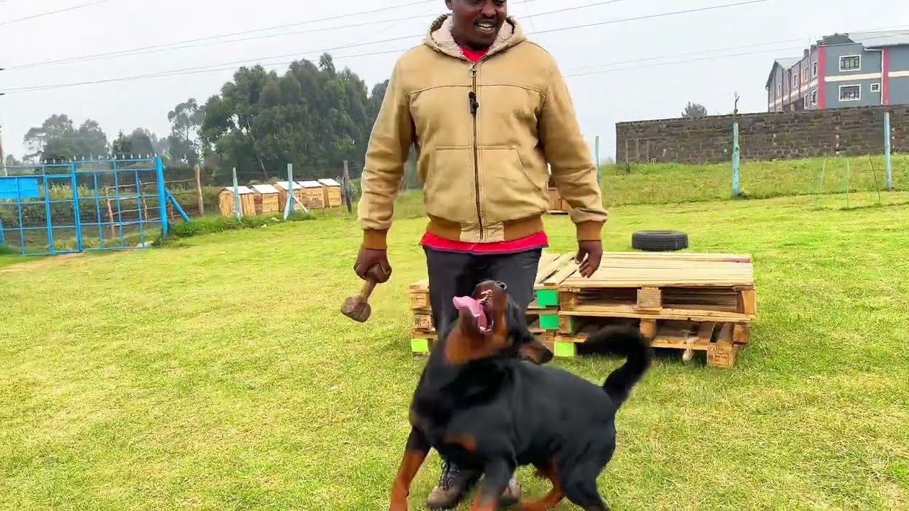 TRAINING WITHOUT BRIBING #dog #dogtrain #workingdog #rottweiler