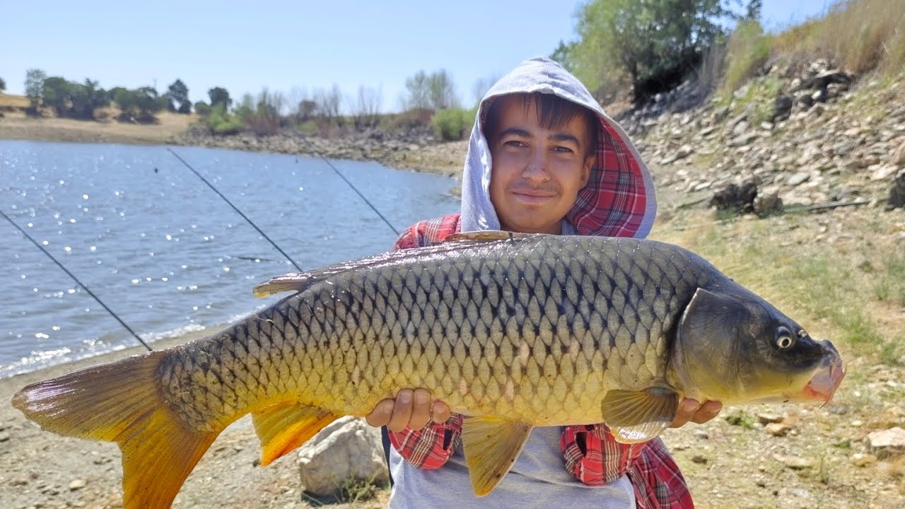 Son zamanların en iyi sazan avı koparanlar kaçanlar#sazanavı #carpfishing #doğa