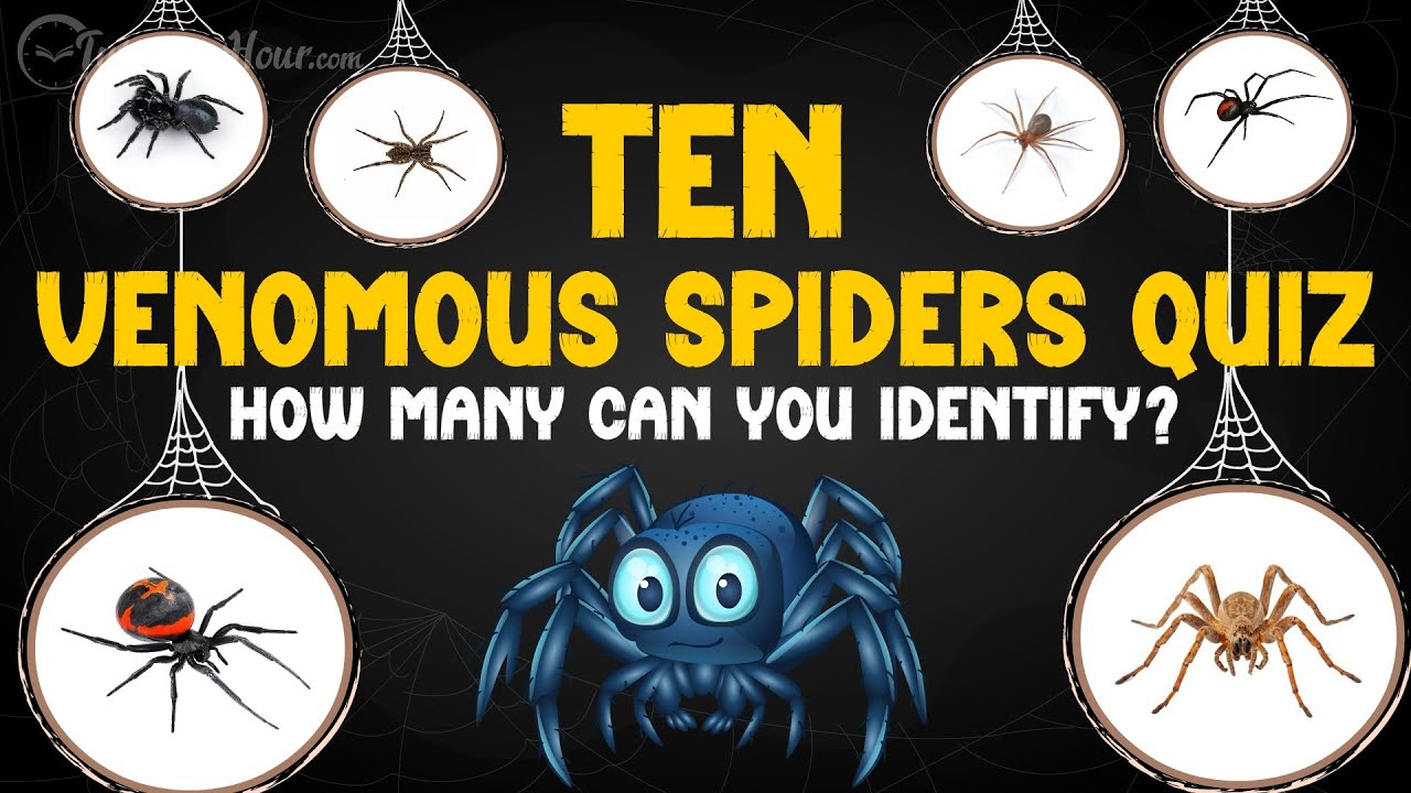 Can You Guess These 10 Venomous Spiders? 🕷️ Fun Quiz for Kids!