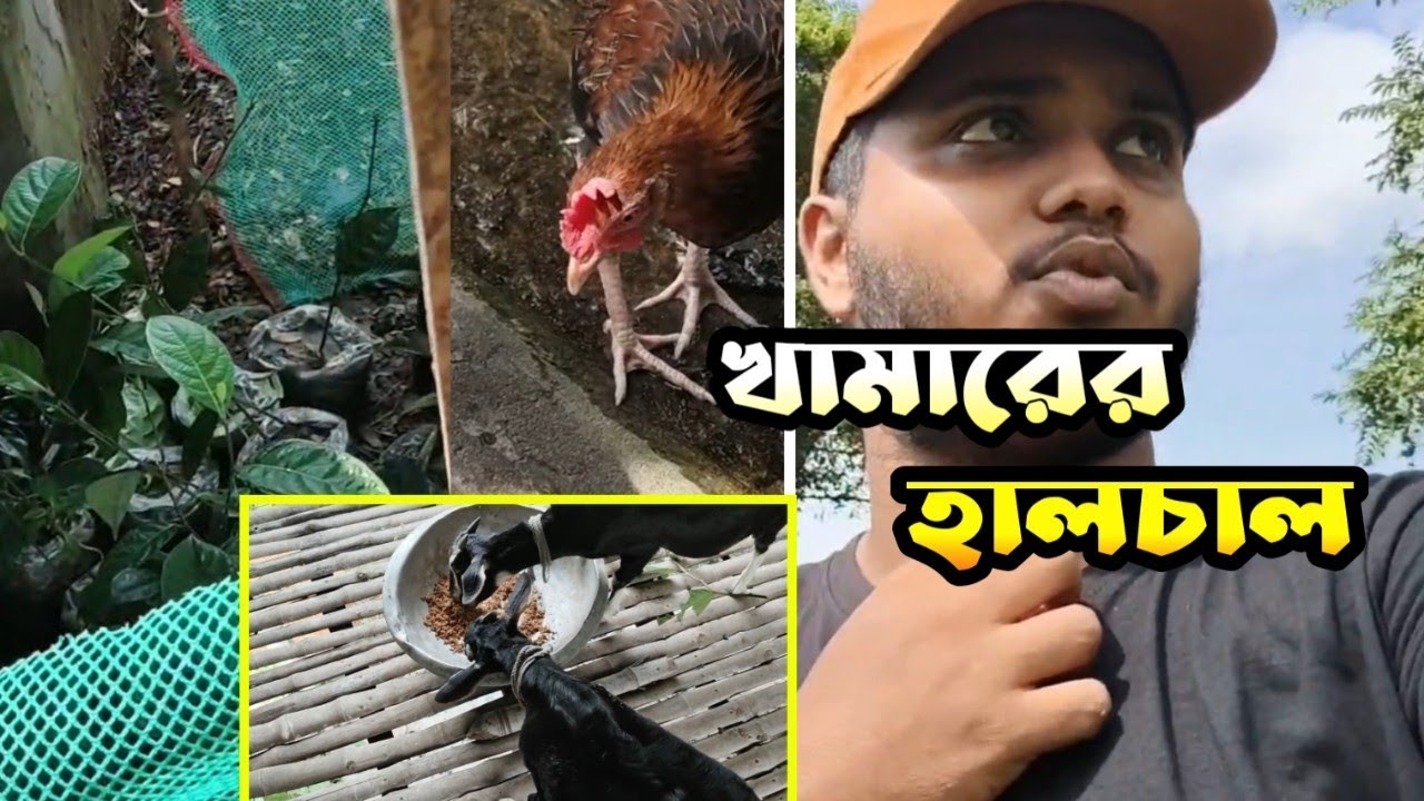 মুরগির ডিম পারার জায়গা তৈরি করলাম || খামারের পরিস্থিতি || 