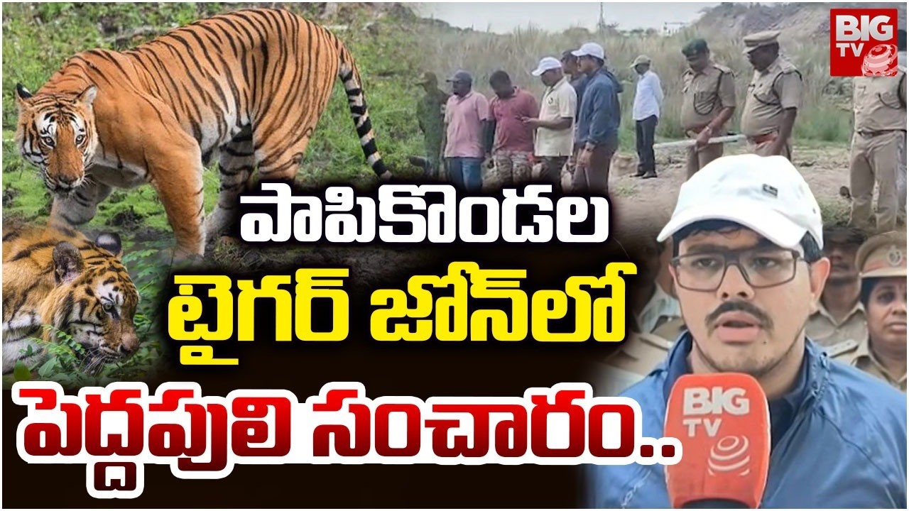 Tiger Spotted At Papikonda Hills | పాపికొండల టైగర్ జోన్ లో పెద్దపులి సంచారం | BIG TV