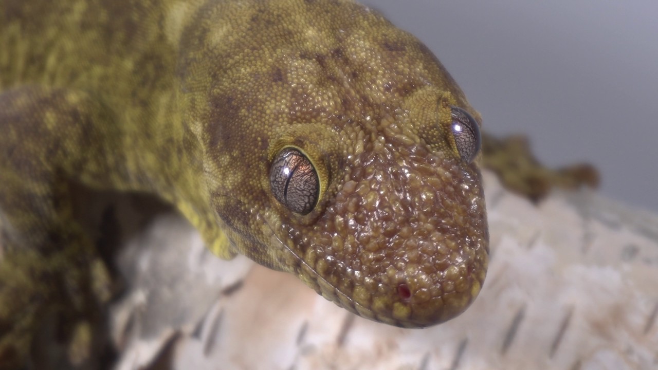The Rarest Rhacodactylus Geckos - Rhacodactylus trachyrhynchus trachyrhynchus