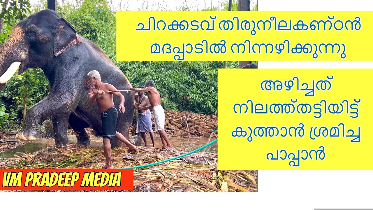 ആറു മാസത്തിന്ശേഷം നീലകണ്ഠനെ മദപ്പാടിൽ നിന്നഴിച്ചപ്പോൾ#keralaelephant@V M PRADEEP MEDIA#tembleelephant