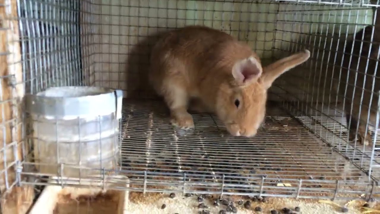 Крольчиха рвёт пух!