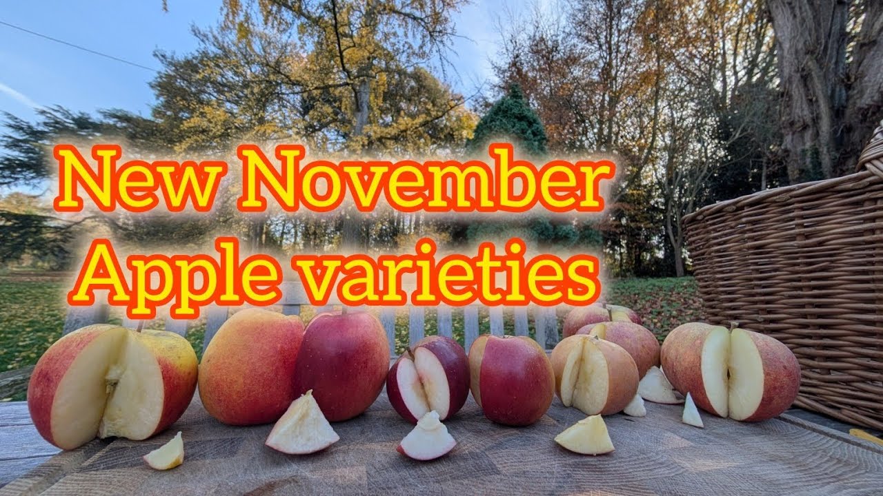 Keepers Nursery, мои новые сорта яблок, выращенные из семян открытого опыления.