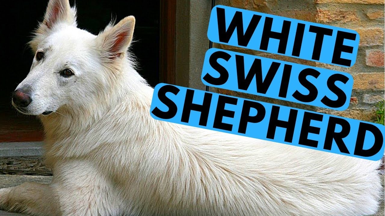White Swiss Shepherd Dog Breed - Facts and Info